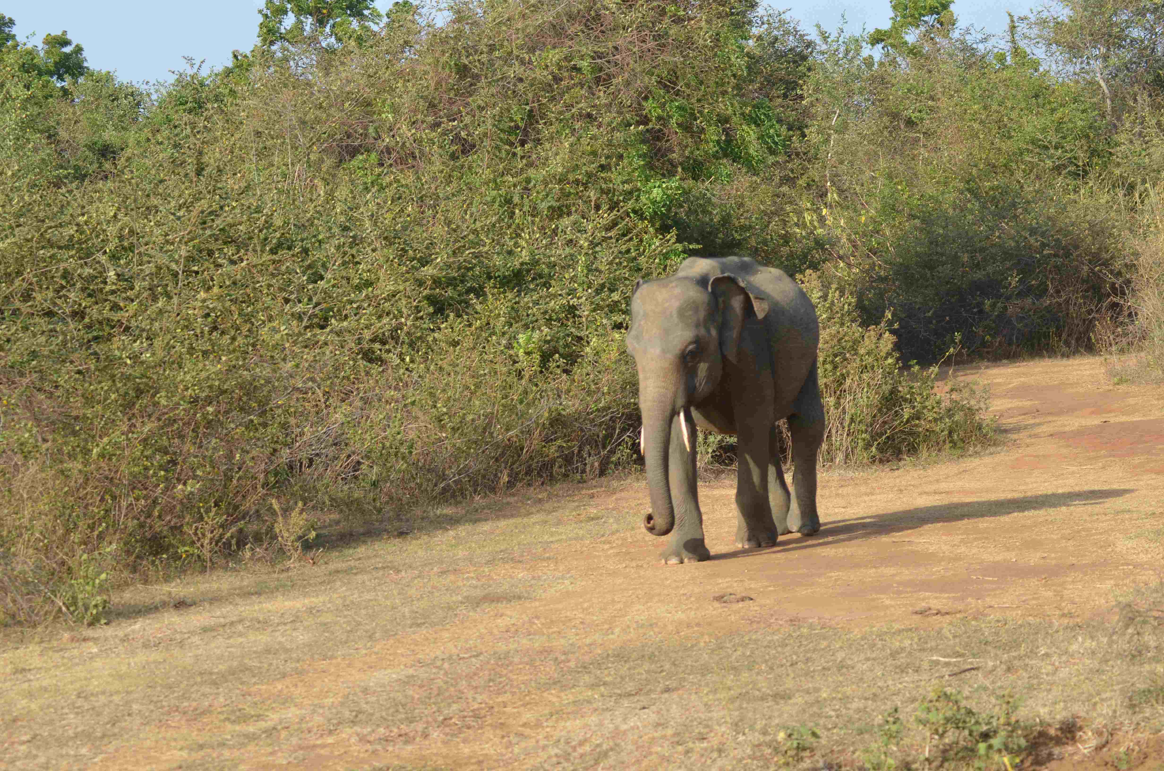 Elephant - Wildlife photography by Upul Dunuhinga